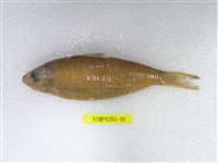 藏品(黑尾小砂(魚丁))的圖片